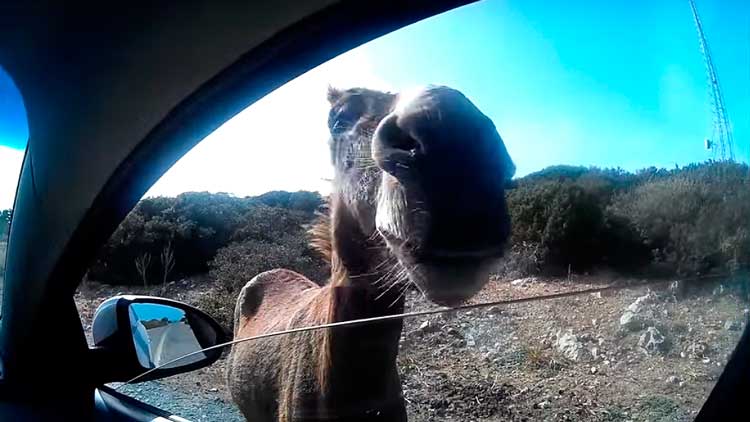 Donkeys on the road, Karpasia Donkey is a beggar, Karpasia.