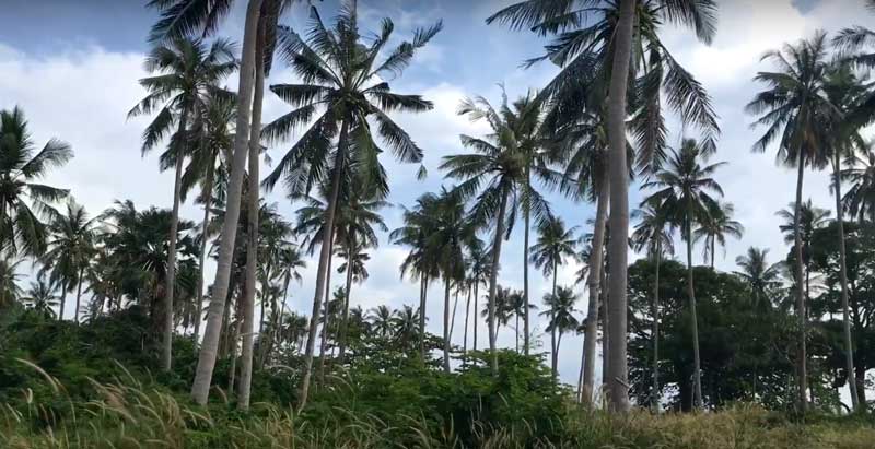 Остров Кролика Камбоджа пальмы.
