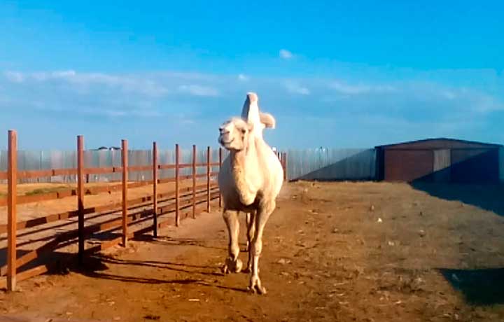 Сафари парк Счастливцево Верблюд