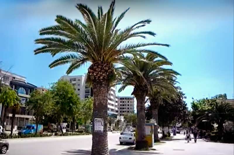 Пальмы на улицах Влера.