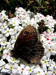 Бабочка на Ай-Петри.