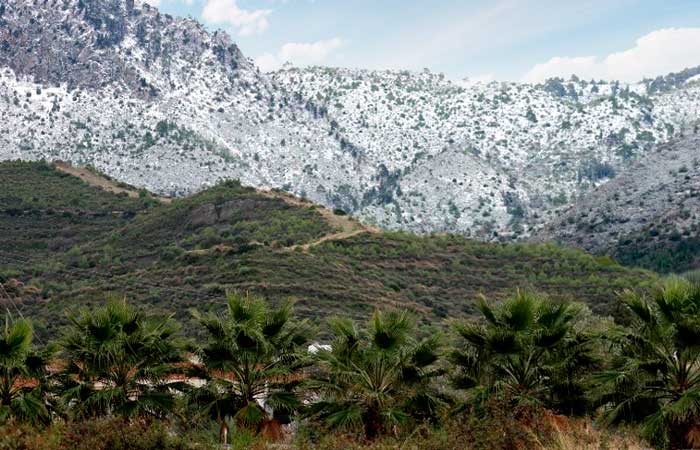 Пальмы и снег в горах. Кипр.