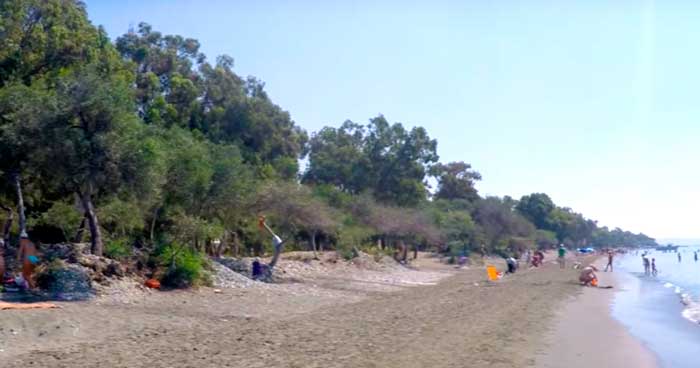 Эвкалипты и сосны - Dasoudi Beach