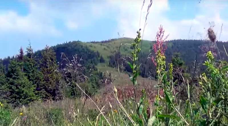 Луга и леса на горе Лопата.