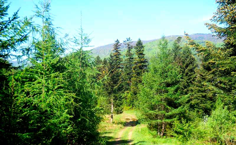Лес в окрестностях Сколе.
