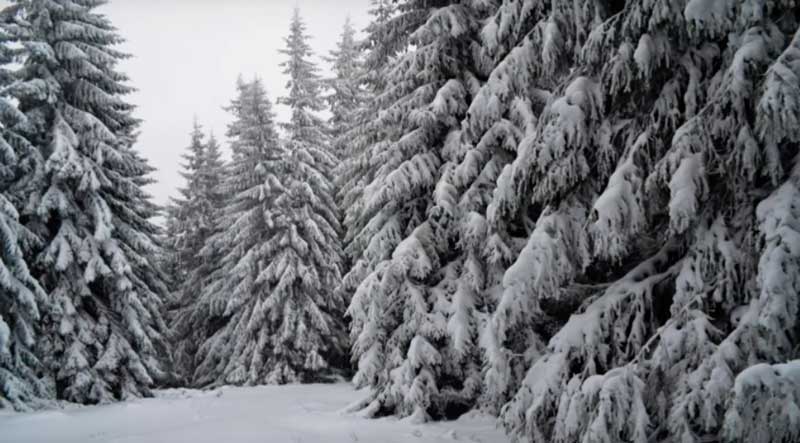 Зимний лес в Карпатах.