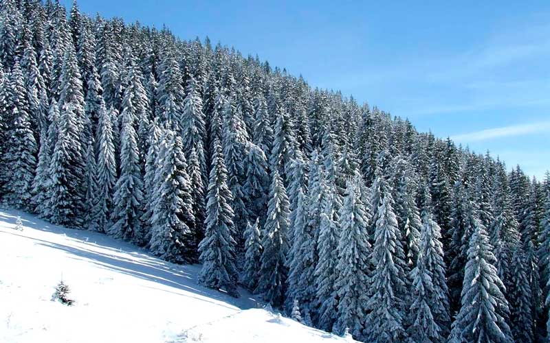 Зимний лес в Ворохте